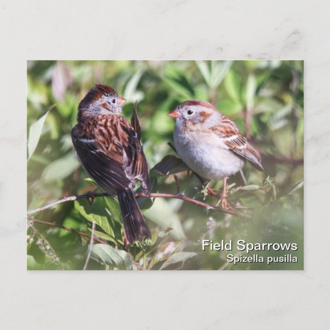 Field Sparrow Postcard (Front)
