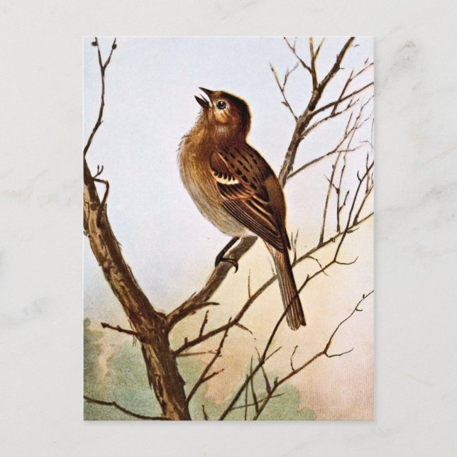 Field Sparrow Singing Postcard (Front)