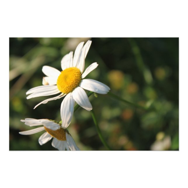 Field White Daisy Flowers Photo Print (Front)
