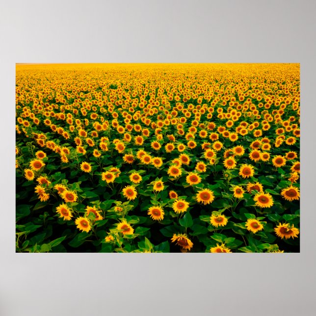 Field with bright yellow sunflowers in sunny day.  poster (Front)