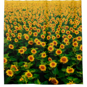 Field with bright yellow sunflowers in sunny day. shower curtain