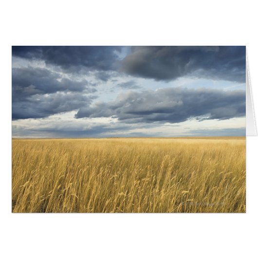 Field with storm clouds cards (Front Horizontal)