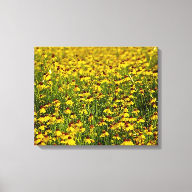 Field Yellow Wildflowers Photo Canvas Print (Front)