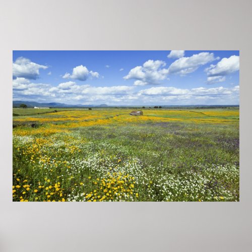 Fields In Springtime Near Guadalupe Poster