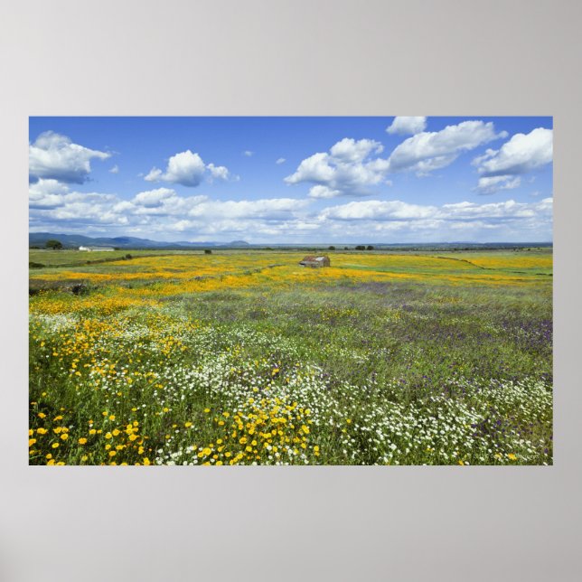 Fields In Springtime Near Guadalupe Poster (Front)