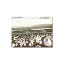 Fields of Arctic Cotton: Canvas Print Standard