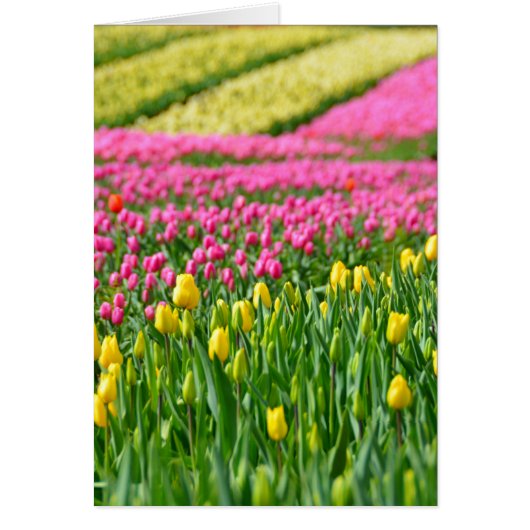 Fields of Colors Cards (Front)