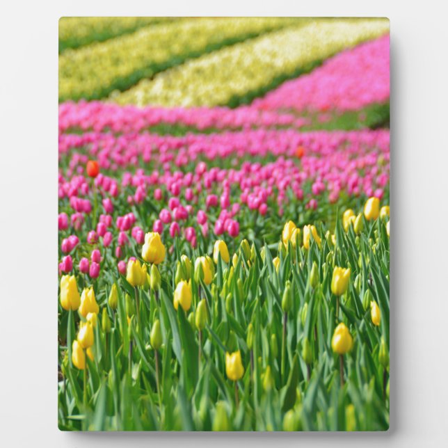 Fields of Colors Plaque (Front)