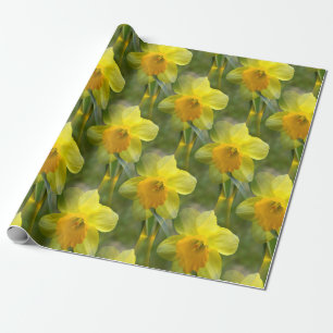 Fields of Daffodils.... Wrapping Paper