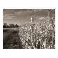 Fields of Grain Postcard