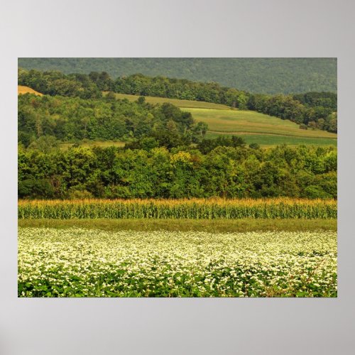 Fields of Grain Poster