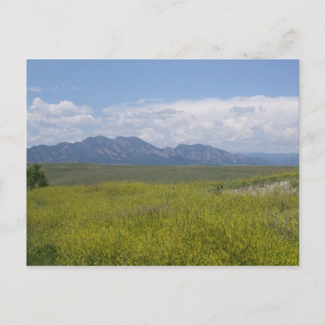 Fields of Green and Gold Postcard (Front)