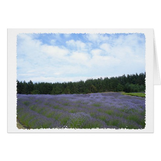 Fields of lavender cards (Front Horizontal)