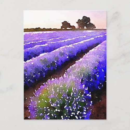 Fields of Lavender Postcard