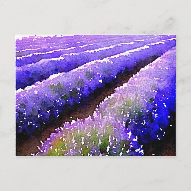 Fields of Lavender Postcard (Front)