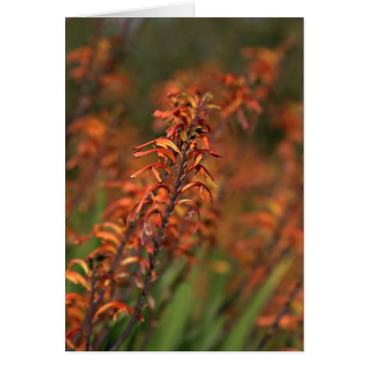 Fields of orange glow cards (Front)