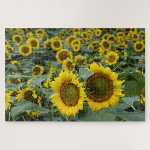 Fields of Sunflowers _ 20x30 inch Jigsaw Puzzle