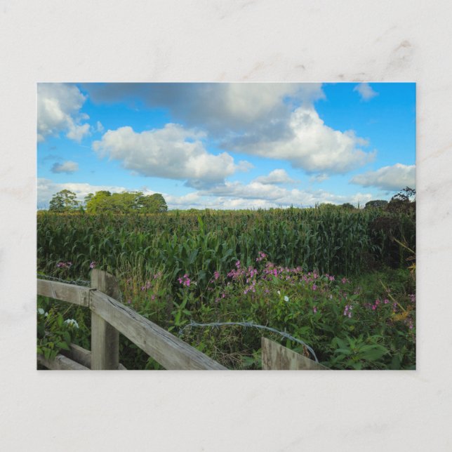 Fields  postcard (Front)