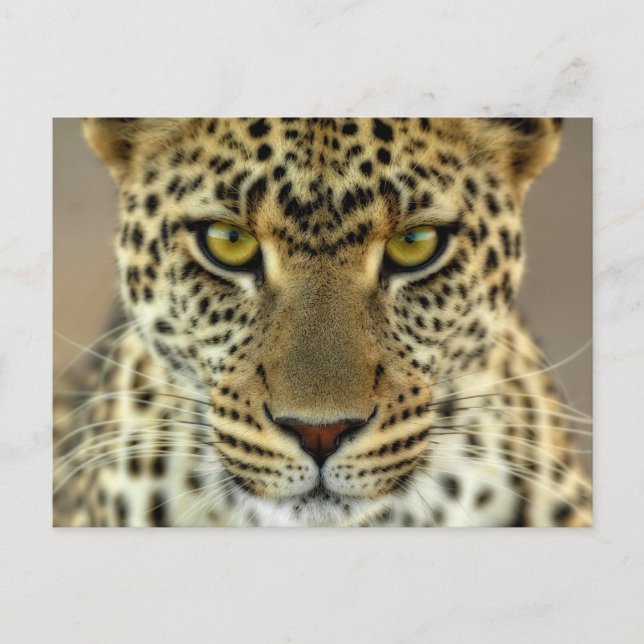 Fierce Leopard Postcard (Front)