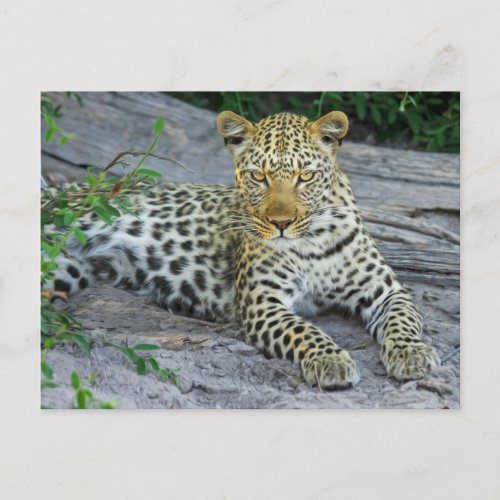 Fierce Leopard Stares Looking At You Postcard
