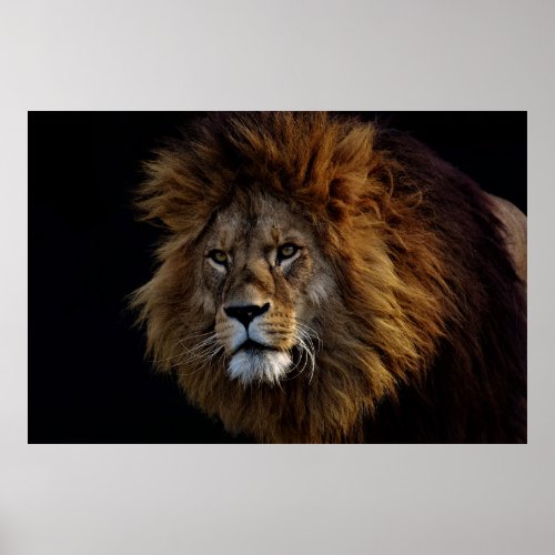 Fierce Lion Face Poster
