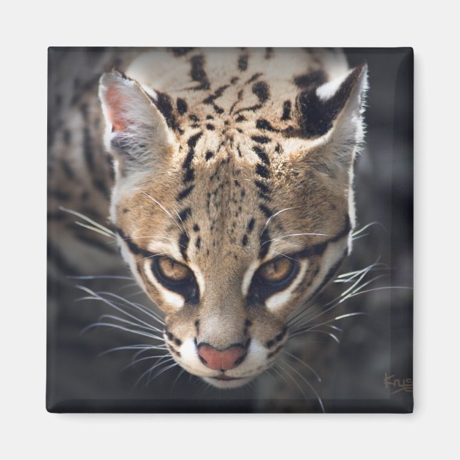 Fierce Magnet (Front)