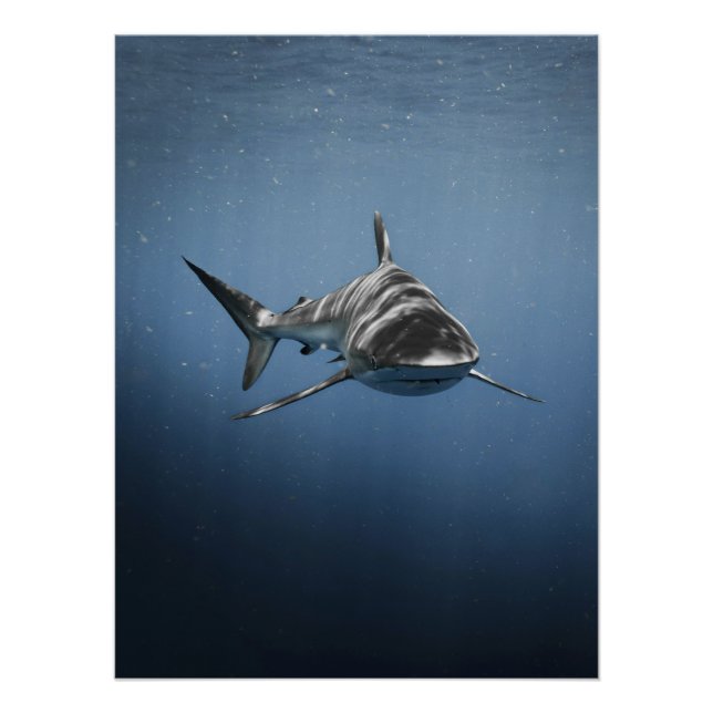 Fierce Ocean Predator – Shark Poster (Front)