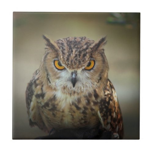 Fierce Orange Eyed Owl Tile