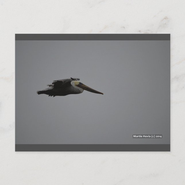 Fierce Pelican III | Blue Beach Song™ Postcard (Front)