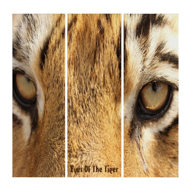 Fierce Tiger Eyes Triptych Art (Front)