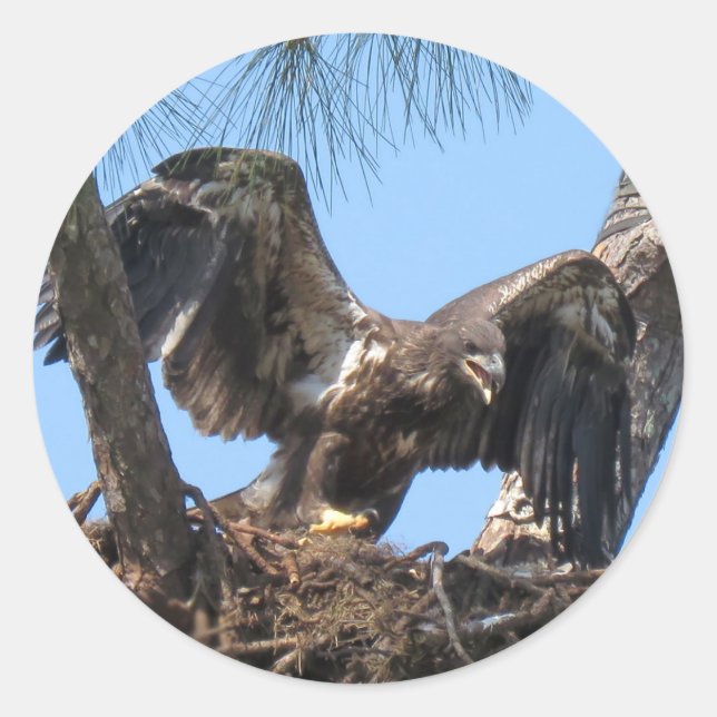 Fierce Young Eagle Stickers (Front)