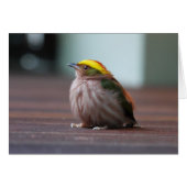 Fiery-capped Manakin (Front Horizontal)