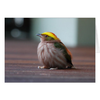 Fiery-capped Manakin Cards