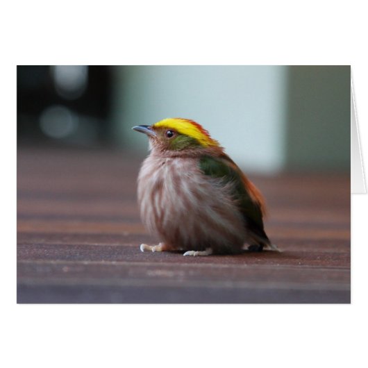 Fiery-capped Manakin Cards (Front Horizontal)
