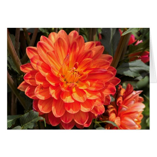 Fiery Dahlia Cards (Front Horizontal)