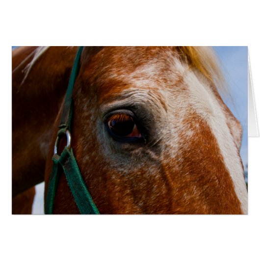 Fiery Eyes (Front Horizontal)