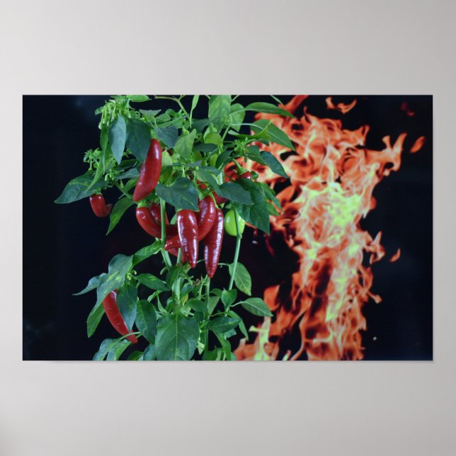 Fiery Hot Chilli. Poster (Front)
