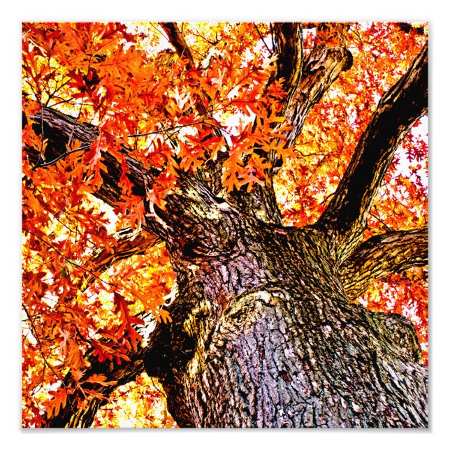 Fiery Oak Photo Print (Front)