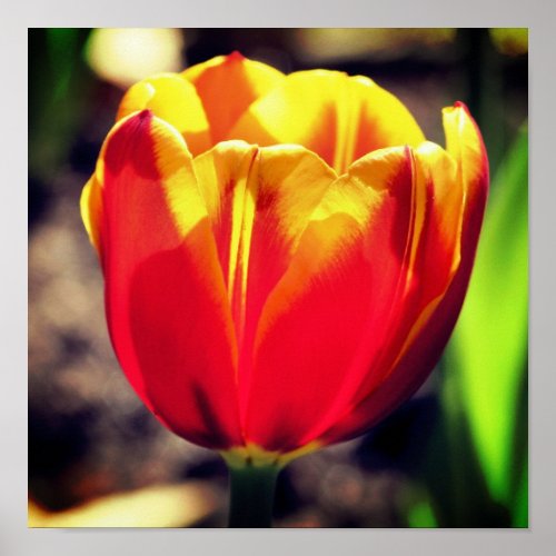 Fiery Orange Yellow Tulip Flower Close Up Poster