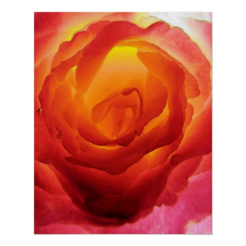 Fiery Red and Yellow Bicolor Rose Watercolor Poster