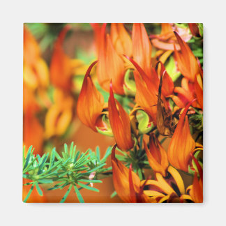 Fiery Red Orange Blooms on this Crocosmia Garden Magnet