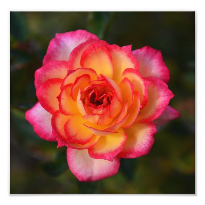 Fiery Rose Print Photograph