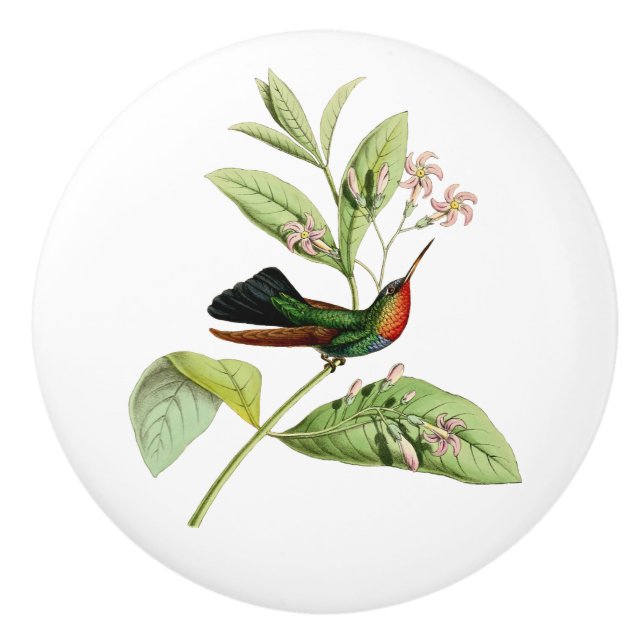 Fiery Throated Hummingbird Ceramic Knob (Front)