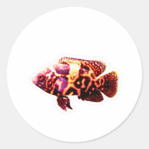 Fiery Tiger Oscar Fish Sticker, Exotic Aquarium Ci Classic Round Sticker
