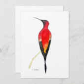 Fiery Topaz Hummingbird (Front/Back)