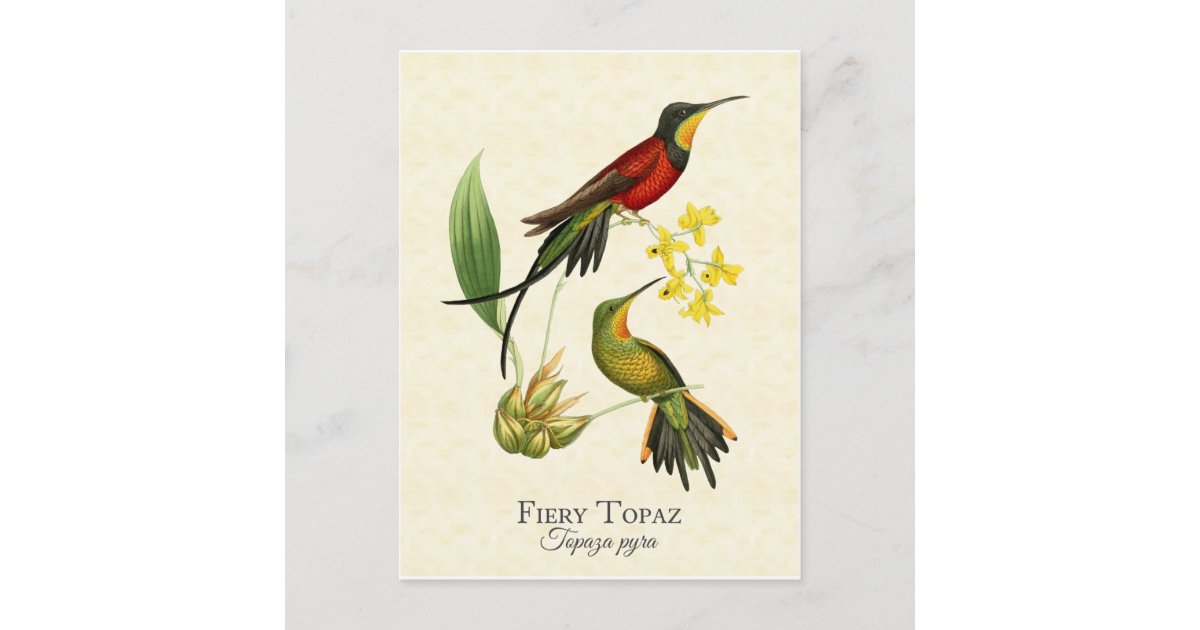 Hummingbird Postcards, Postcard Set, Hummingbird Art, Hummingbird