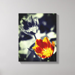 Fiery Tulip Flower Pair Partial Color Canvas Print