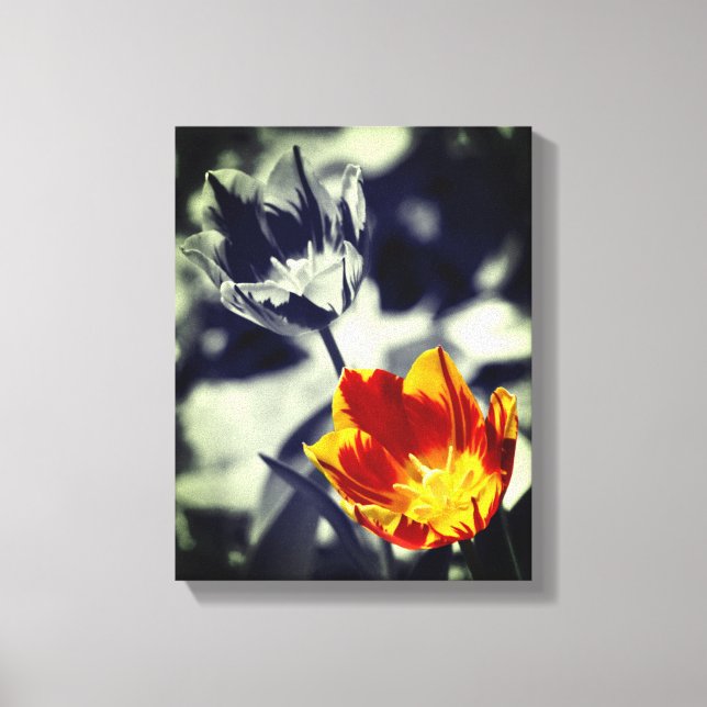 Fiery Tulip Flower Pair Partial Color Canvas Print (Front)