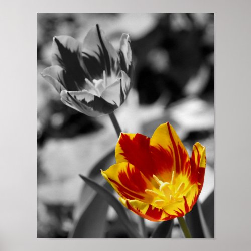 Fiery Tulip Flower Pair Partial Color Poster