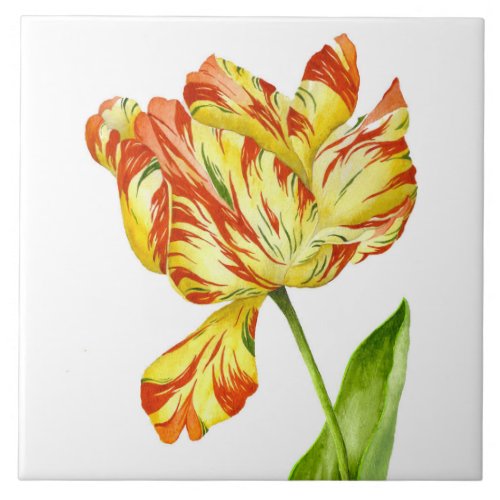 Fiery Tulip on a Ceramic Tile